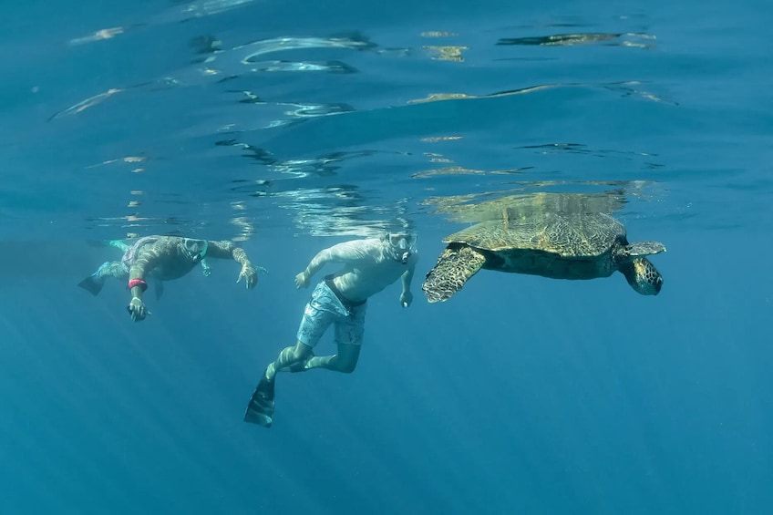 Maui Turtle Reef Morning Snorkel Cruise 5