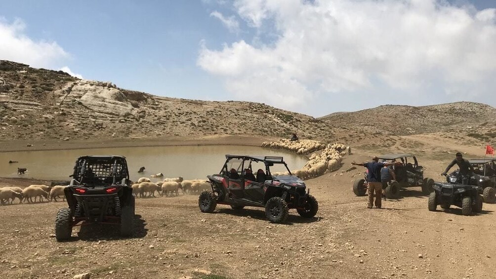 Off-road vehicles, a flock of sheep, and a body of water in a dry, hilly landscape. 3