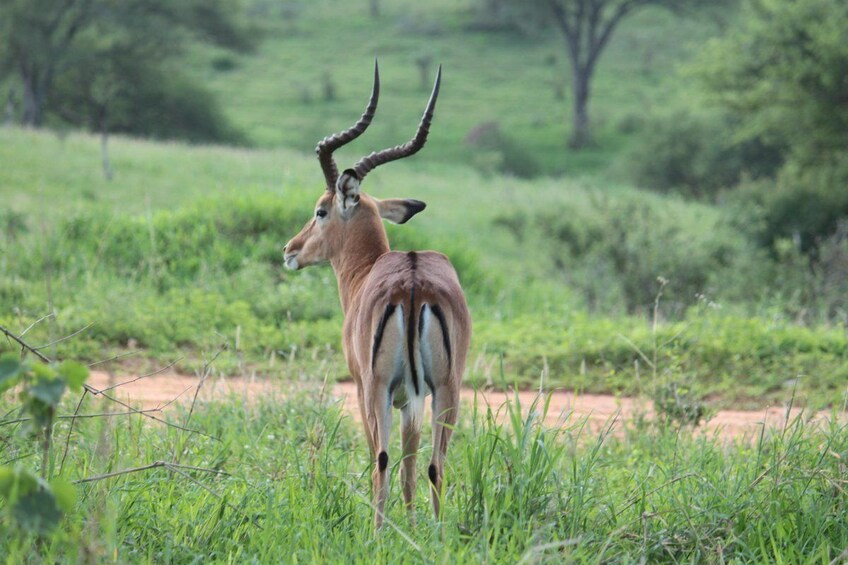 ARUSHA NATIONAL PARK DAY TOUR            