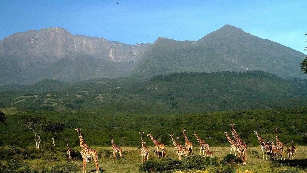 ARUSHA NATIONAL PARK DAY TOUR            