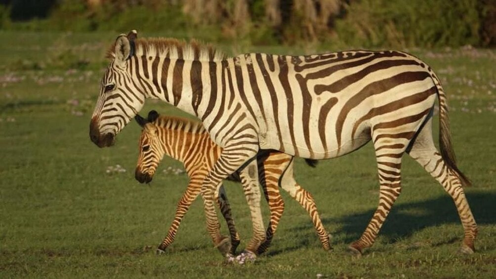 ARUSHA NATIONAL PARK DAY TOUR            