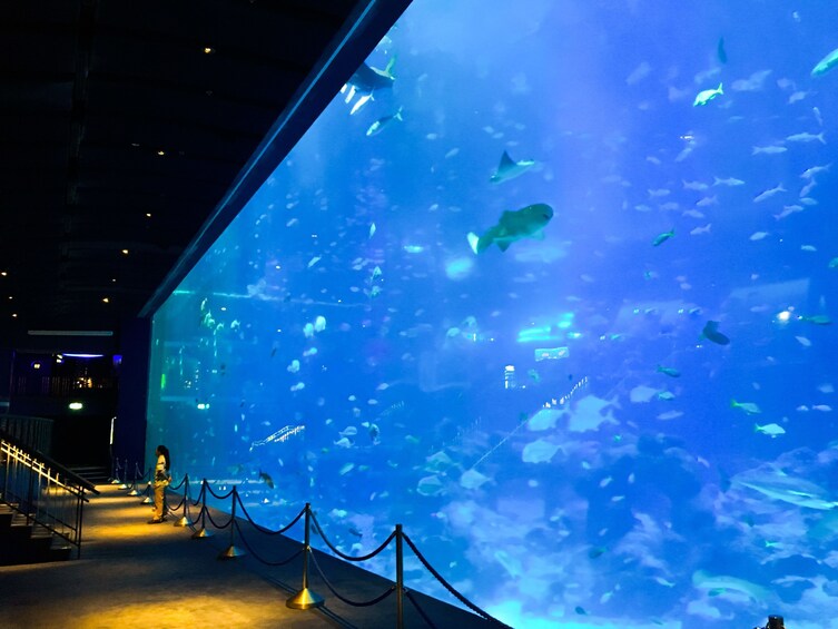 SEA Aquarium Singapore With Transfers