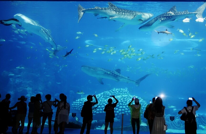 SEA Aquarium Singapore With Transfers