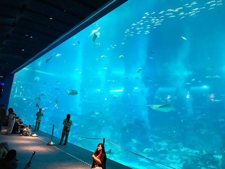 SEA Aquarium Singapore With Transfers