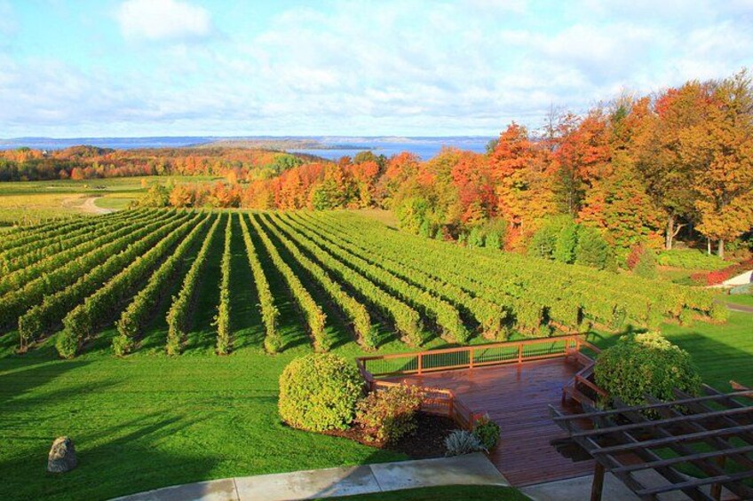 Beautiful Vineyards Views 5