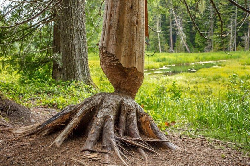 Un árbol con raíces expuestas en una zona boscosa. 3