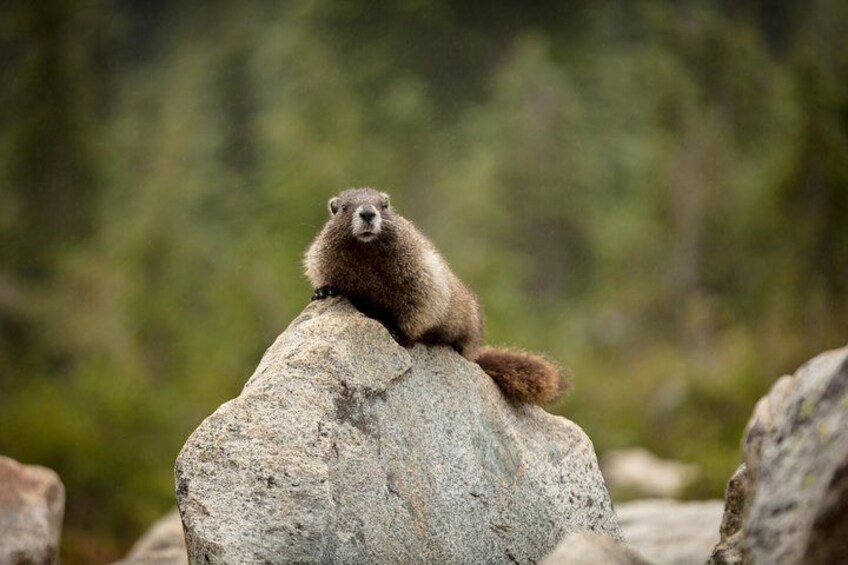 A marmot sitting on a rock with a forested background. 2