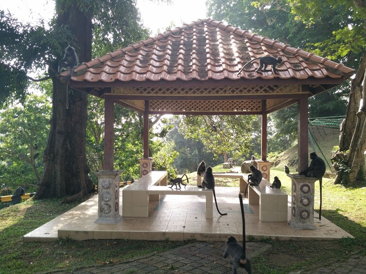 Sekinchan, Kuala Selangor with Fire Fly Complete Experience 3