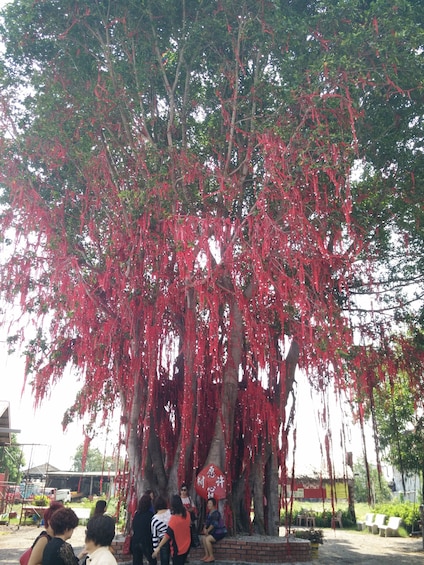 Sekinchan, Kuala Selangor with Fire Fly Complete Experience 1