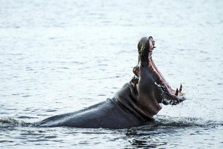 Un hipopótamo sumergido parcialmente en el agua. 3