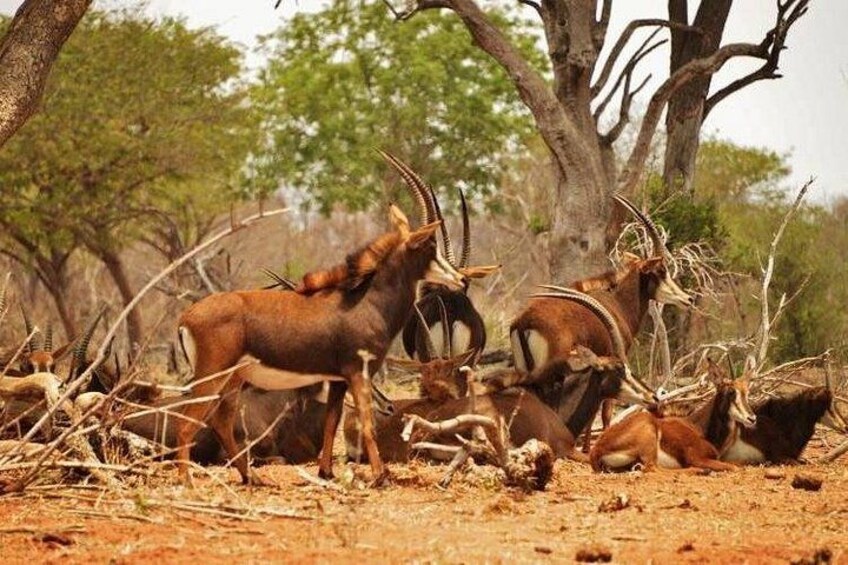 A group of antelopes in a dry, open landscape with sparse trees. 2