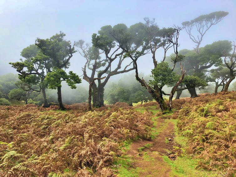 Private Guided Vereda Fanal Walk