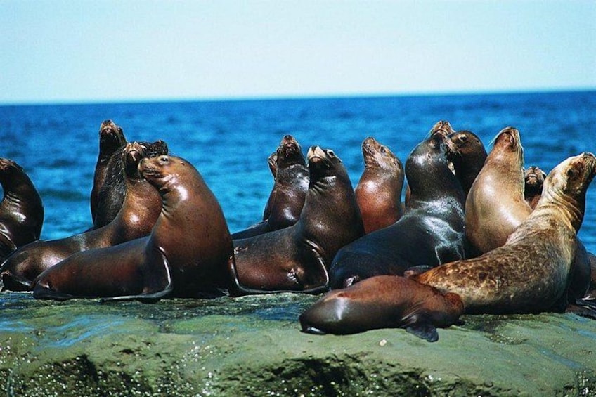A group of seals resting on a rocky shore by the ocean. 1