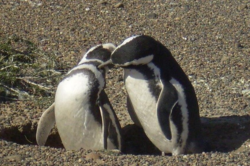 Zwei Pinguine auf felsigem Untergrund. 1