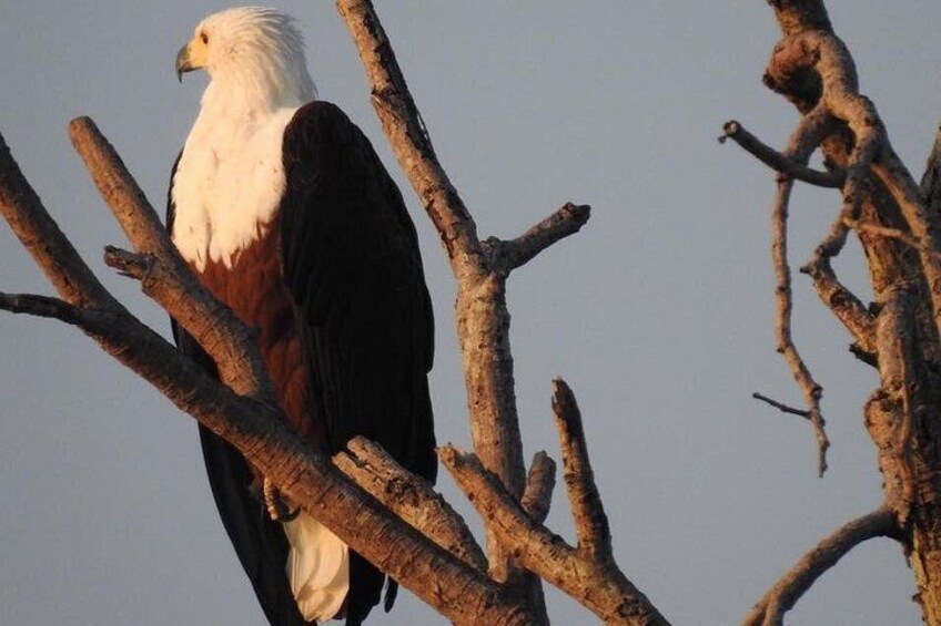 A large bird perched on a bare tree branch. 1