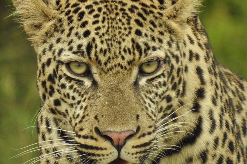 A leopard with a spotted coat and a focused gaze. 4