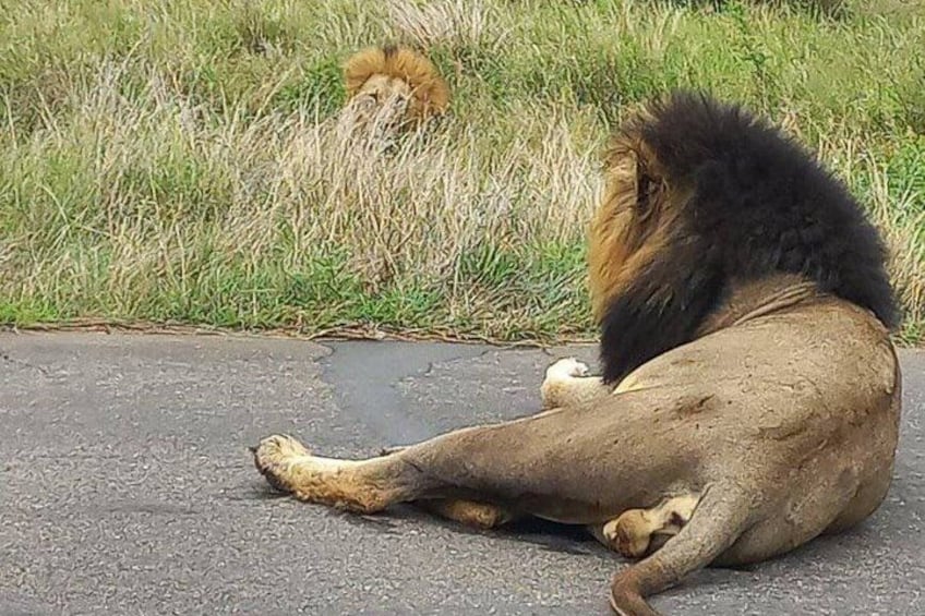 A lion lying on a paved surface with grass in the background. 2