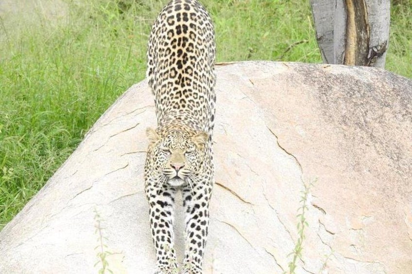 A leopard cub standing on a rock with a grassy background. 3