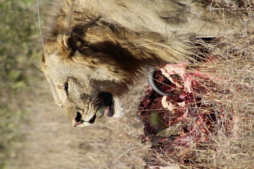 A lion with a partially eaten carcass in a grassy area. 5