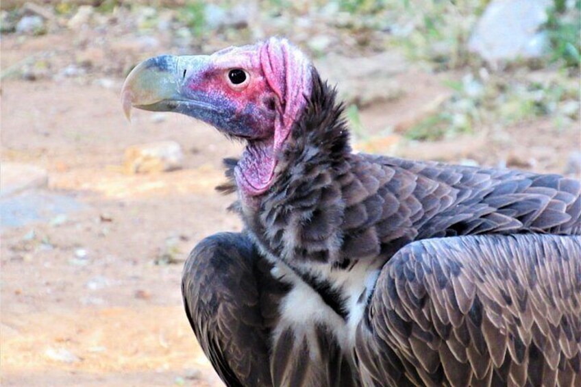 A vulture with a pinkish head and dark feathers. 3