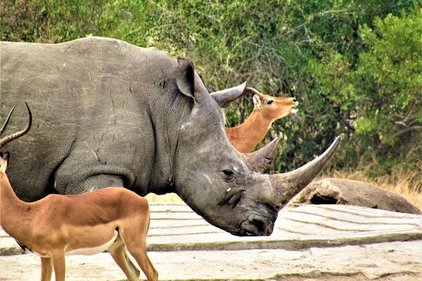 Big Rhino Bull enjoying some water on a hot day @ Kruger National Park 2