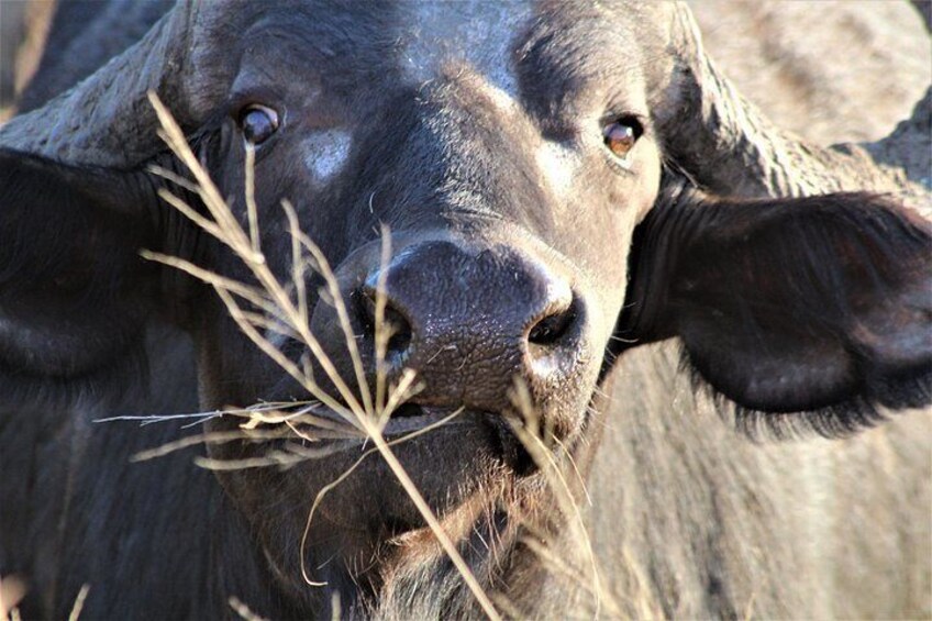 A close-up of a buffalo's face with its mouth open, revealing its teeth and tongue. 5