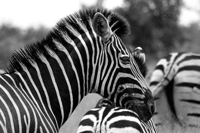 Afternoon Kruger National Park Safari 3