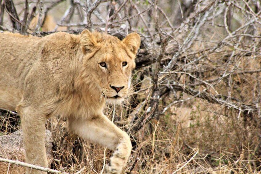 A lion walking through a dry, bushy landscape. 4