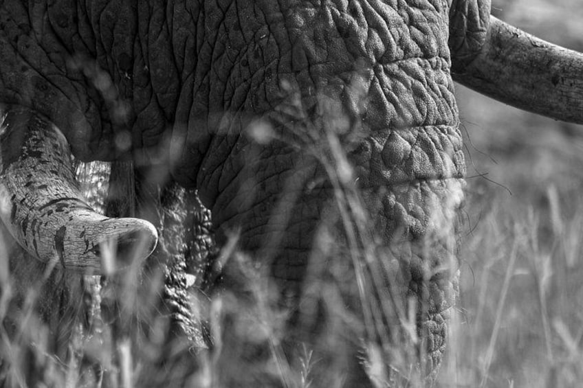 A close-up of an elephant's textured skin and tusks. 2