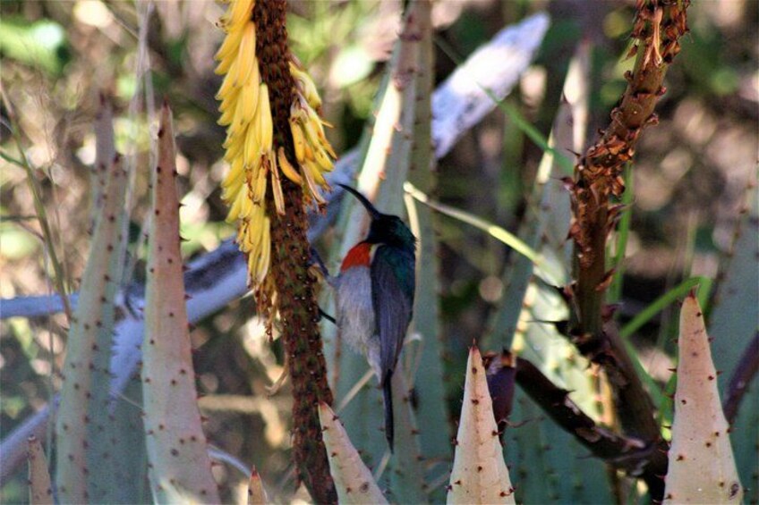 Een vogel zit op een cactuss met gele bloemen. 2
