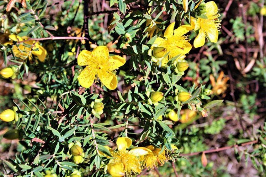 Geel bloemen en groene bladeren aan een plant. 3