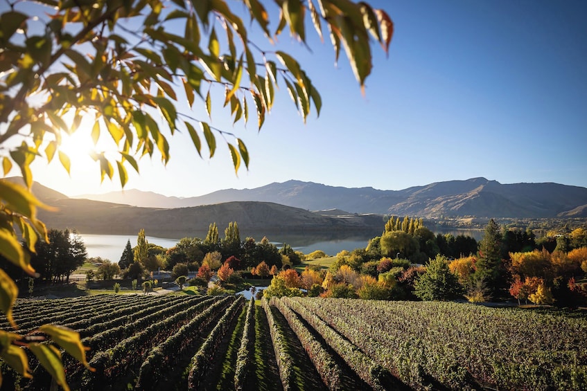 A vineyard with rows of grapevines, a lake, and mountains in the background. 1