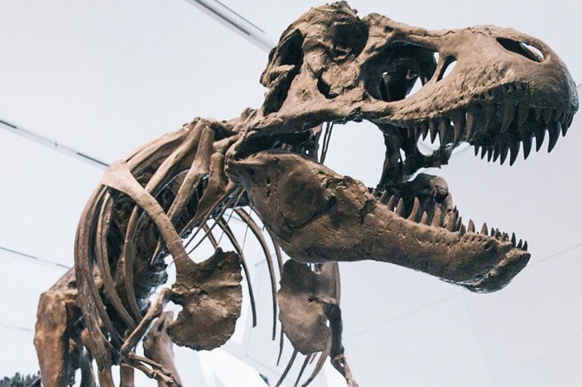 Tyrannosaurus rex 3