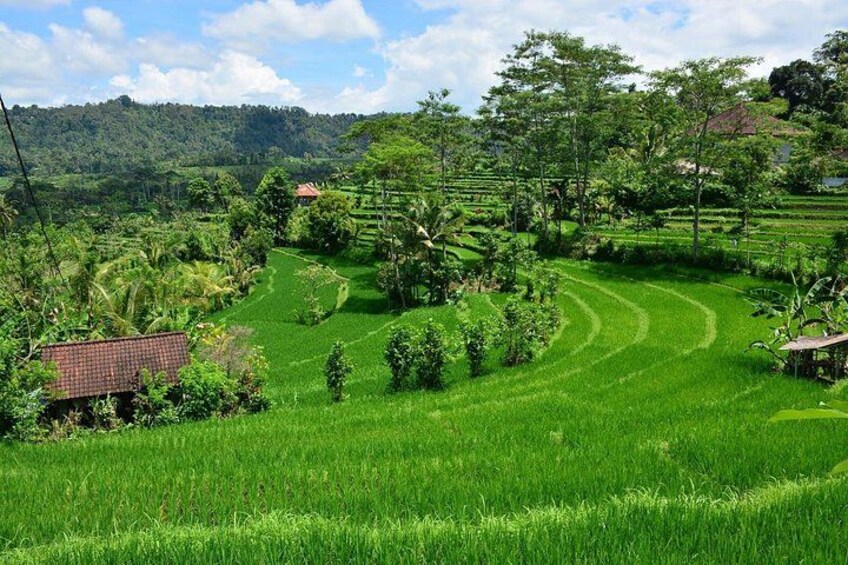 A lush green rice paddy with terraced fields, a small house with a red roof, and a dense forest in the background. 2