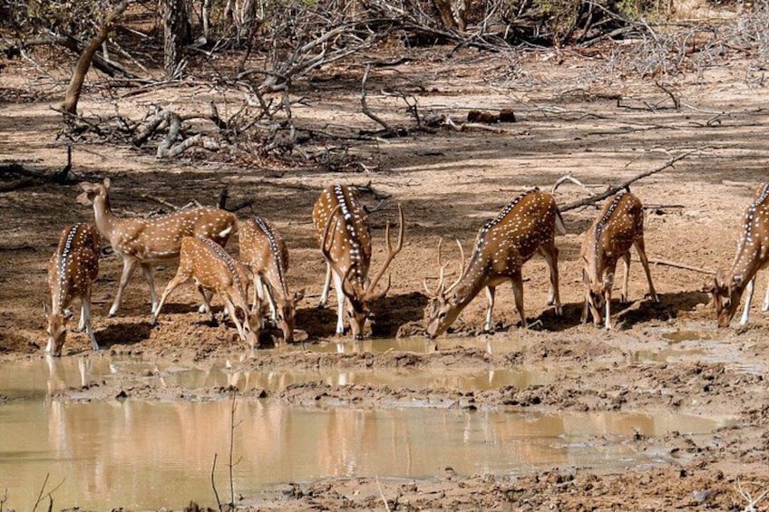 Un grupo de ciervos bebiendo agua en un bebedero embarrado, rodeado de ramas secas y vegetación escasa. 3