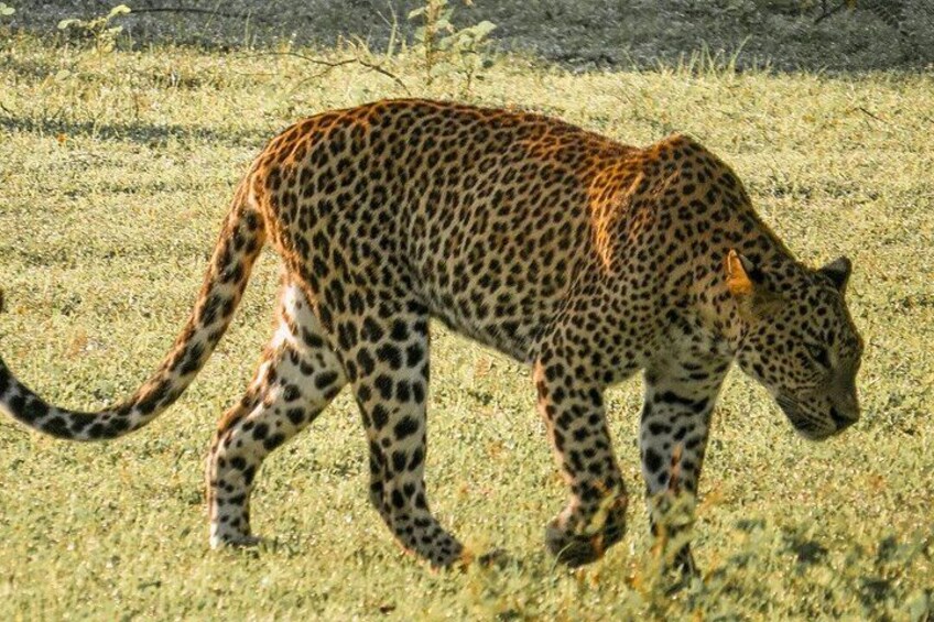 Un leopardo caminando en un campo cubierto de hierba. 2