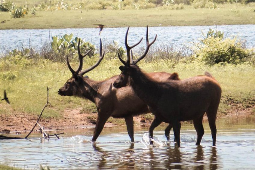 Dos alces de pie en un cuerpo de agua poco profundo, con una zona cubierta de hierba y otra extensión de agua al fondo. 4