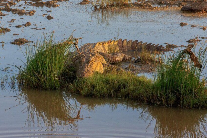 Crocodile 5