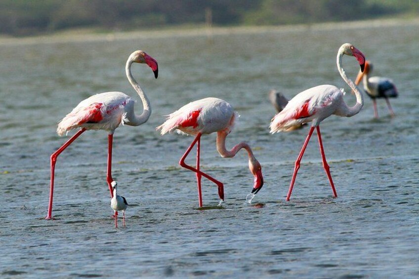 Bundala National Park 1