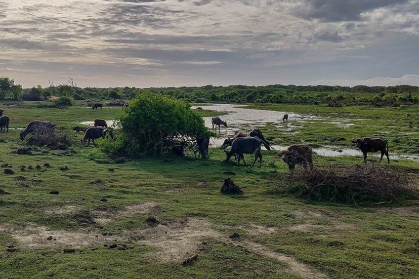 Bundala National Park Safari from Dikwella 3