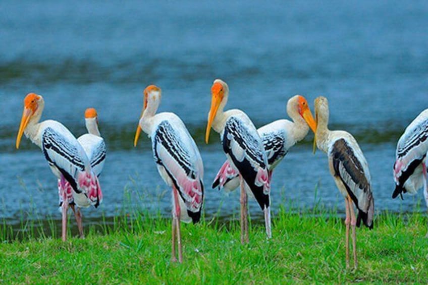 Bundala National Park Safari from Dikwella 5