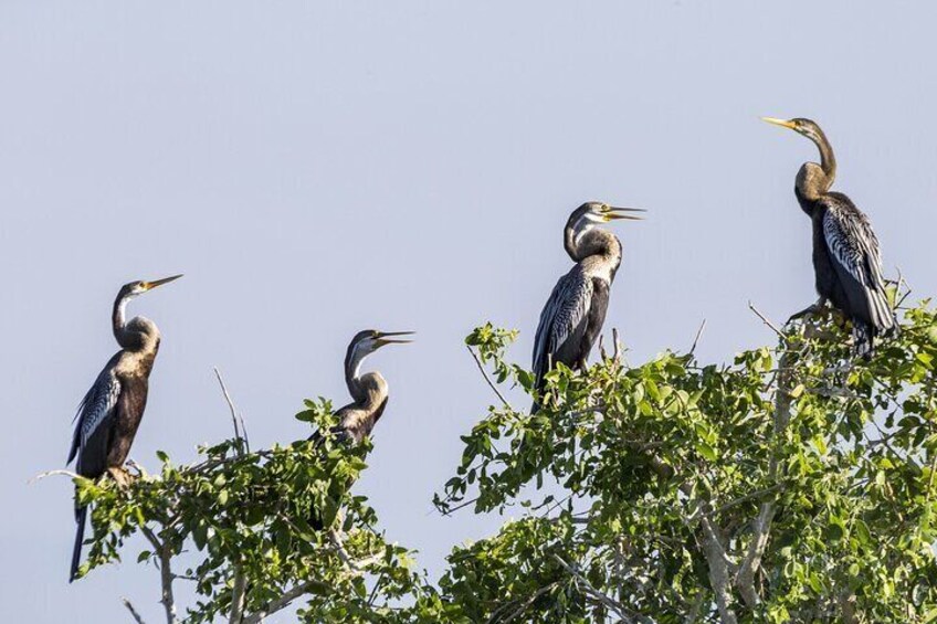 Bundala National Park Safari from Dikwella 4