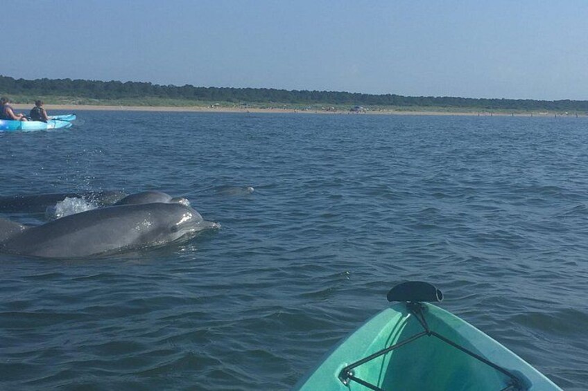 Small Group Dolphin Kayak Eco-Tour 2