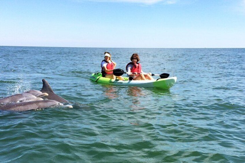 Two people kayaking on calm sea water with dolphins nearby. 2