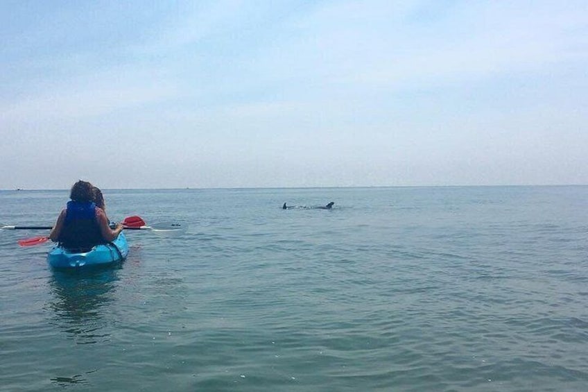 Small Group Dolphin Kayak Eco-Tour 3