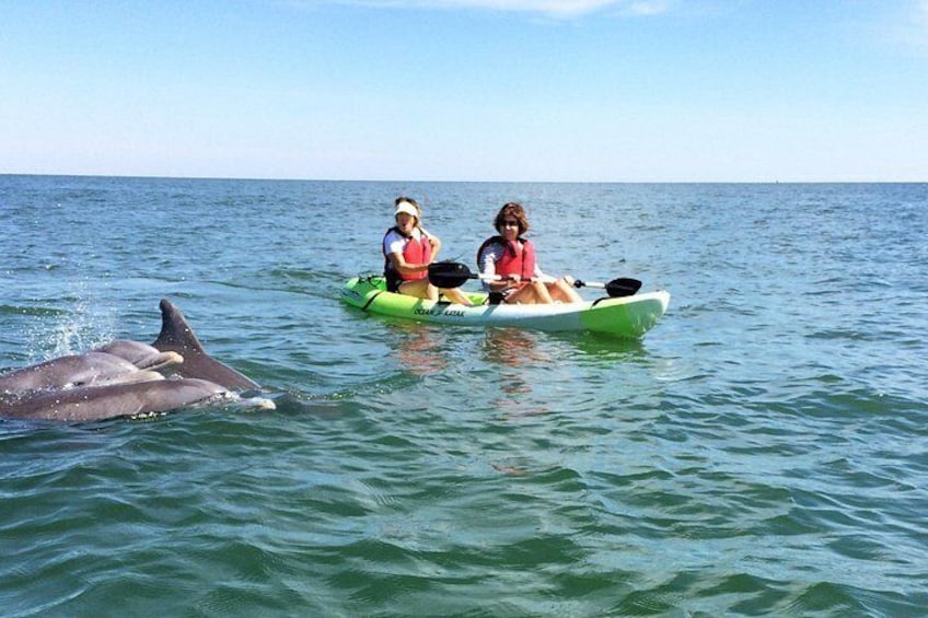 Small Group Dolphin Kayak Eco-Tour 5
