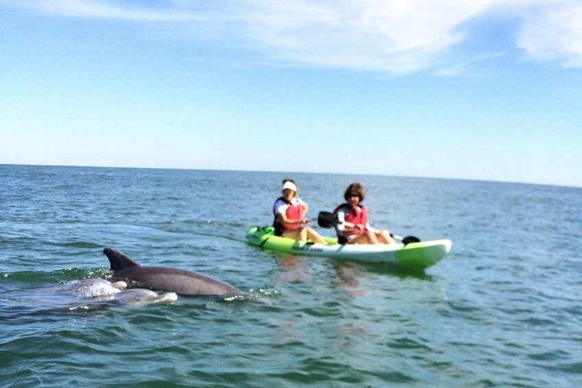 Small Group Dolphin Kayak Eco-Tour 2