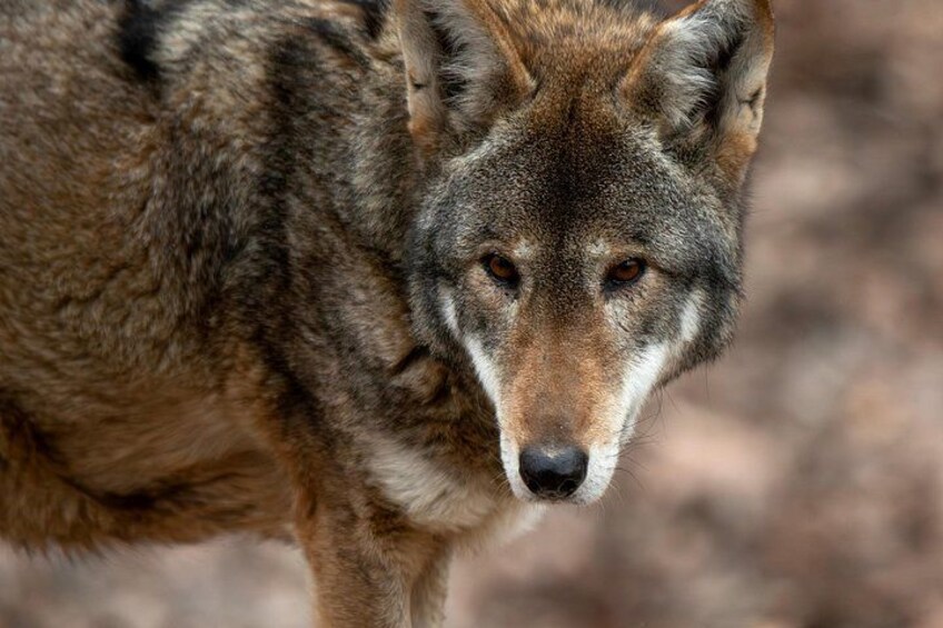 Red Wolf at Virginia Living Museum 4