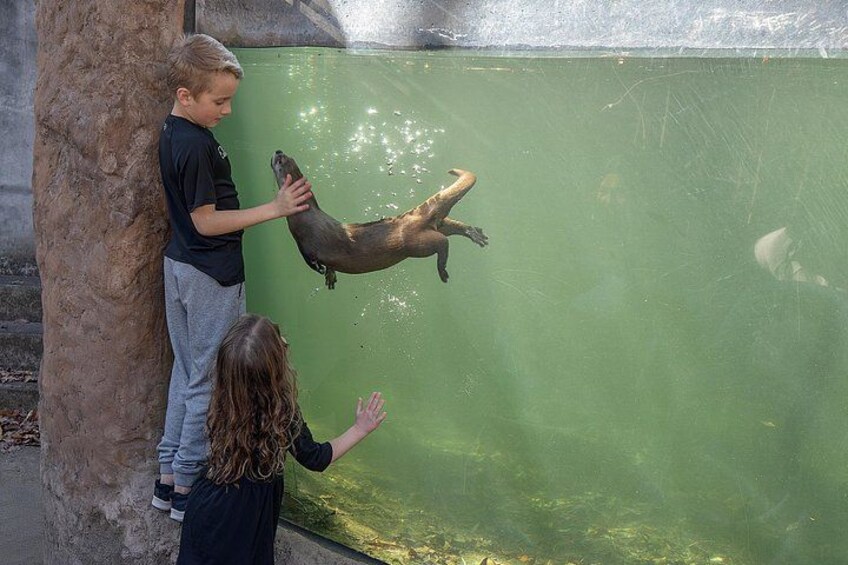 River Otter at Virginia Living Museum 3
