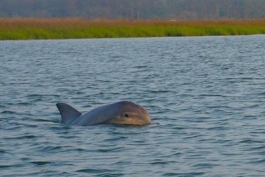 Un requin nage dans une étendue d'eau. 2